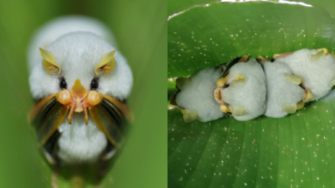 This Tiny Bat Can Fit In The Palm Of Your Hand And Looks Like A Fluffy Cotton Ball!