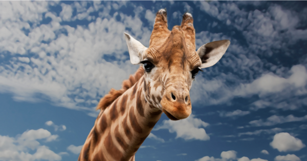Dwarf Giraffes Exist And I Am In Love!