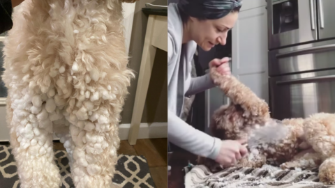 This Genius Kitchen Hack Can Easily Remove Snow Clumps On Your Dogs Fur