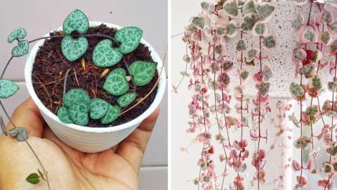 You Can Get Mini Succulent Plants With Tiny Heart Shaped Leaves and I Love Them