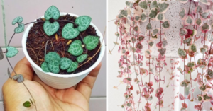 You Can Get Mini Succulent Plants With Tiny Heart Shaped Leaves and I Love Them