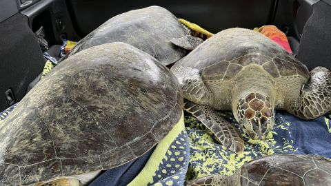 People Are Filling Their Cars With Sea Turtles To Save Them From The Freezing Temps