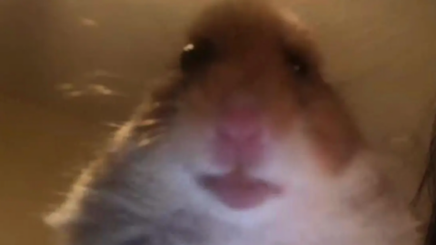 Joining The ‘Hamster Cult’ Is The New Hot Social Media Trend. Here’s What Happens If You Do.