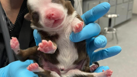Meet Skipper, The Miracle Puppy That Was Born With Six Legs, Two Tails, And More