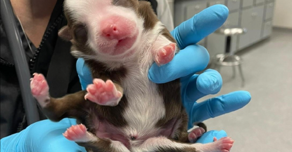 Meet Skipper, The Miracle Puppy That Was Born With Six Legs, Two Tails, And More