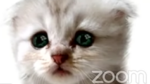 This Lawyer Couldn’t Turn Off His Cat Filter During A Zoom Hearing And It’s Hilarious