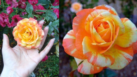 You Can Plant Roses That Look Like A Creamsicle and They Are Gorgeous