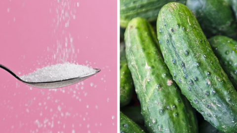 So, Apparently If You Put Sugar on A Cucumber It Tastes Like Watermelon