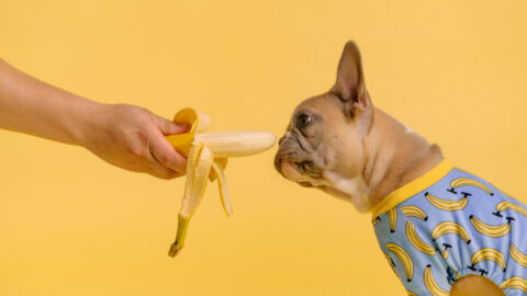 Here’s A List of Human Foods That Are Dangerous For Your Dog To Eat