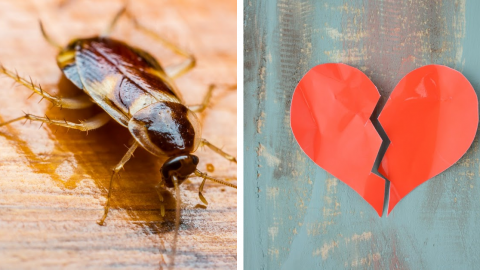 You Can Name A Cockroach After Your Ex And Then Feed It To An Armadillo For Valentine’s Day