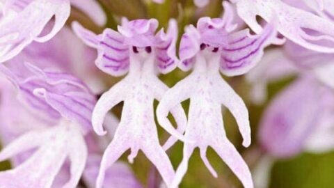 You Can Plant Flowers That Look Like Little Naked Men