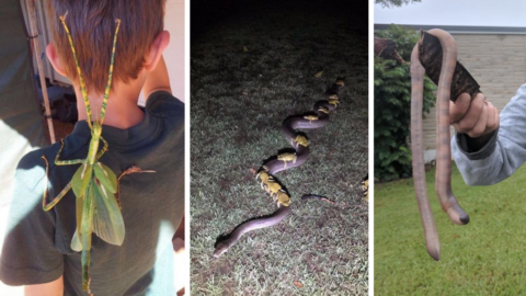20 Pictures That Show Why I’m Never Going To Australia