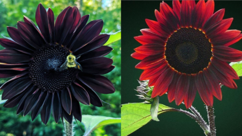You Can Plant Chocolate Cherry Sunflowers And I Need Them In My Yard!