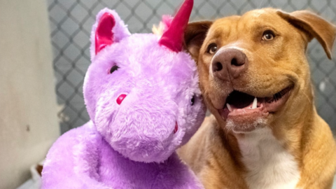 This Dog Kept Stealing The Same Purple Unicorn From Dollar General So An Officer Bought It For Him