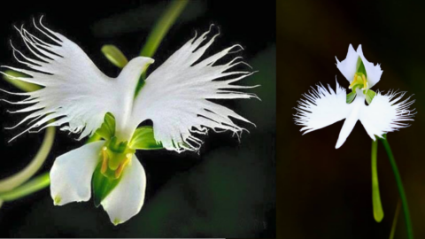 You Can Grow Flowers That Look Like White Doves And I Need Them