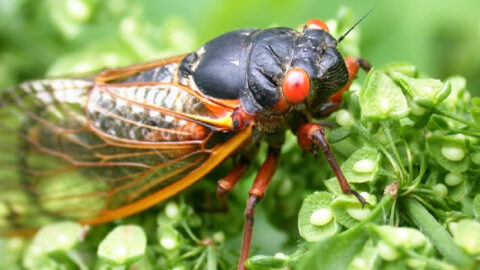 The 17-Year Brood X Cicada Infestation Is Coming And I’m Hiding Now