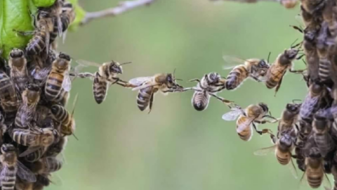 Did You Know That Honey Bees Hold Hands To Make Chains? Here’s Why.