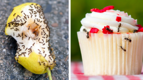 This Genius Trick Gets Rid Of Ants In Your House