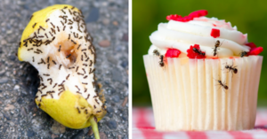 This Genius Trick Gets Rid Of Ants In Your House