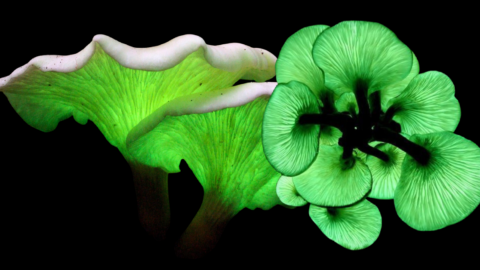 You Can Plant Mushrooms That Glow In The Dark In Your Yard