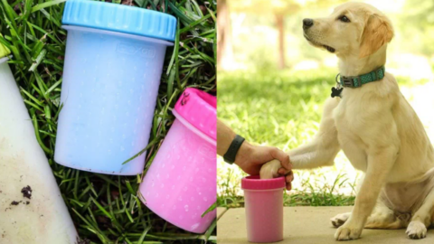If You Have Dogs, You Need To Get This Muddy Paw Cleaning Gadget Right Now