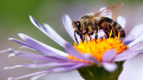 Here’s The List of Plants You Can Grow To Help Save The Bees