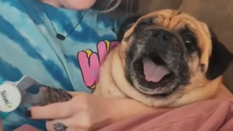 This Little Pug Is Overly Dramatic When He Gets His Nails Trimmed And I Can’t Stop Laughing