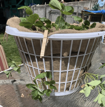 People Are Using Dollar Store Laundry Baskets As Strawberry Planters ...