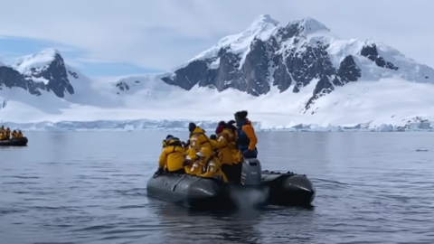 Watch As This Penguin Escapes A Pod Of Killer Whales By Jumping In A Boat Full Of Tourists