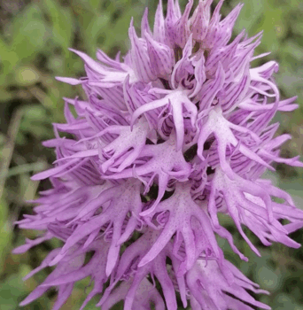 You Can Plant Flowers That Look Like Little Naked Men
