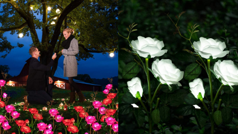 You Can Get Solar Powered Rose Lights To Light Up Your Garden
