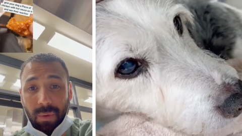 Vets Are Warning Against This New Dangerous TikTok Trend