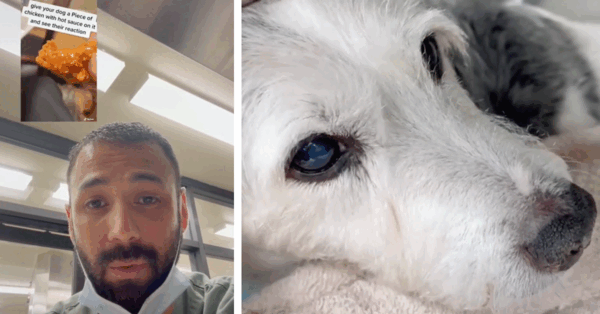 Vets Are Warning Against This New Dangerous TikTok Trend