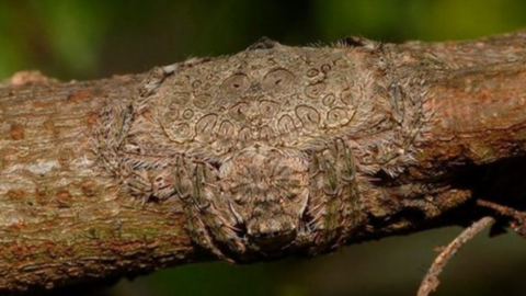 Flat ‘Wrap-Around Spiders’ Exist And They Are Terrifying