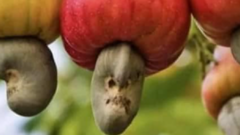 Apparently, Cashews Grow From Cashew Apples And My Mind Is Blown