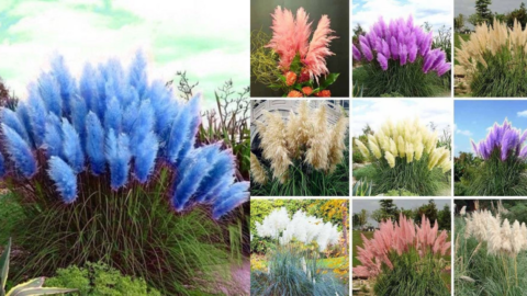 Colorful Pampas Grass Exists And I Have To Have It In Every Color!