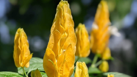 You Can Plant A Flower That Looks Exactly Like Corn On The Cob And I Want It