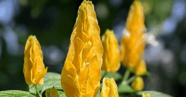 You Can Plant A Flower That Looks Exactly Like Corn On The Cob And I Want It
