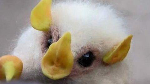 Cotton Ball Bats Exists And They Are Adorable
