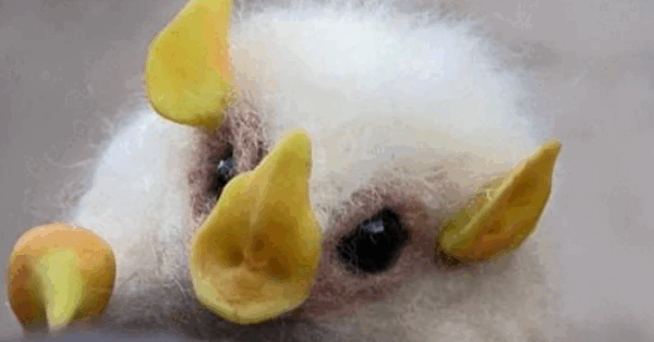 Cotton Ball Bats Exists And They Are Adorable