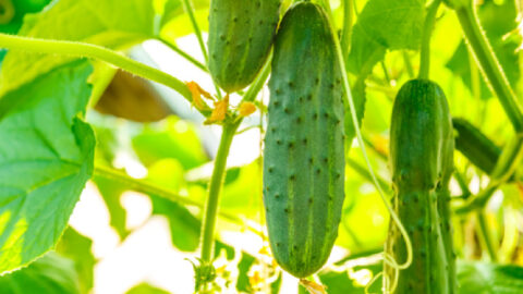Here’s How You Can Make Your Cucumbers Taste Sweeter