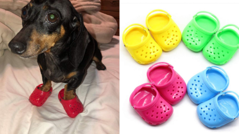 You Can Get Crocs For Your Dog And They Are Adorable