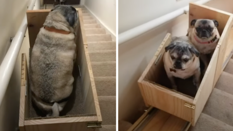 This Woman Built A Custom Stairlift For Her Elderly Dogs So They Can Get Up And Down The Stairs