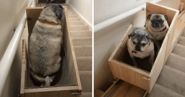This Woman Built A Custom Stairlift For Her Elderly Dogs So They Can Get Up And Down The Stairs