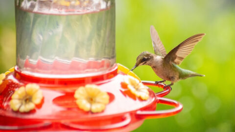 Here’s Why You Should Never Use Red Dye To Feed Hummingbirds