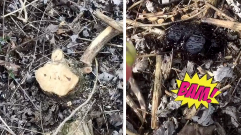 People Are Using This Special Spray To Get Rid of Invasive Tress and It Is Genius