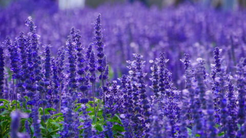 These Summer Hacks Will Keep Those Pesky Bugs Away During The Summertime