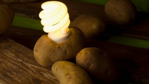 Need Light? Boiled Potatoes Can Supply Enough Power To Light A Room For 40 Days