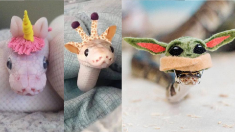 Turns Out, Hats On Snakes Are A Thing And It’s Actually Kind of Cute