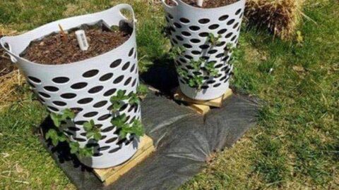 People Are Using Dollar Store Laundry Baskets As Strawberry Planters and It’s Pure Genius